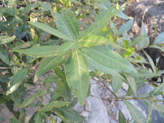 Quercus sapotifolia
