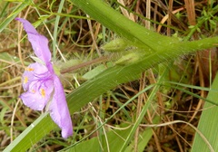 Tradescantia tharpii
