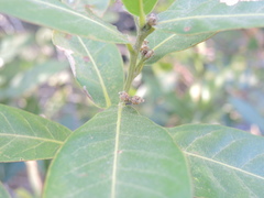 Quercus sapotifolia
