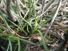 Triglochin barrelieri