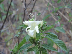 Ruellia bourgaei