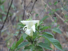 Ruellia bourgaei
