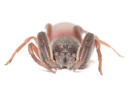 Palpimanus canariensis