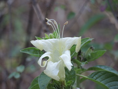 Ruellia bourgaei