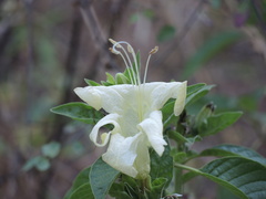 Ruellia bourgaei