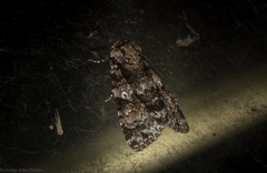 Turnerinycta phaeocosma