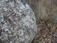 Brassavola cucullata
