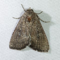 Condica charada