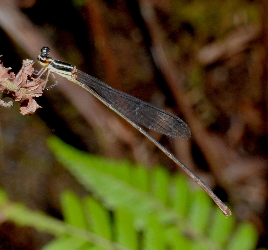 Sri Lanka Two-spotted Threadtail