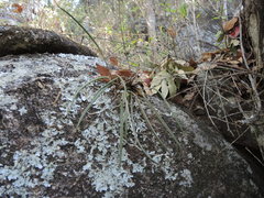 Brassavola cucullata