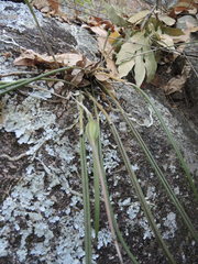 Brassavola cucullata