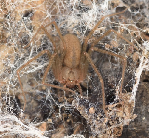 Loxosceles tazarte · Natusfera