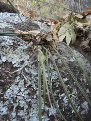 Brassavola cucullata