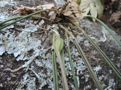 Brassavola cucullata
