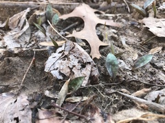 Erythronium americanum