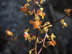 Cyrtopodium macrobulbon
