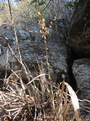 Cyrtopodium macrobulbon