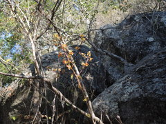 Cyrtopodium macrobulbon
