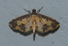 Nistra coelatalis