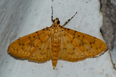 Conogethes