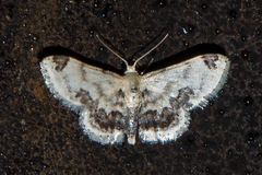 Idaea micra