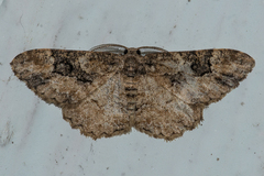 Parapholodes fuliginea