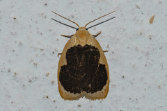 Pseudoblabes oophora