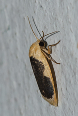 Pseudoblabes oophora