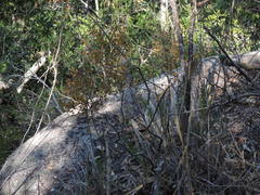 Cyrtopodium macrobulbon