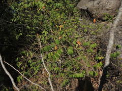 Rhus terebinthifolia