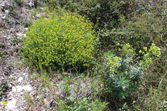 Euphorbia spinosa