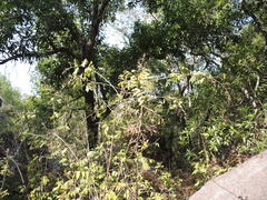 Rhus terebinthifolia