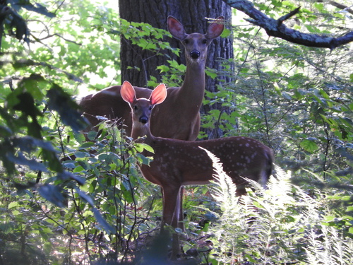 White-tailed Deer photographed in Maine