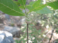 Quercus sapotifolia