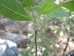 Quercus sapotifolia