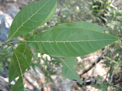 Quercus sapotifolia