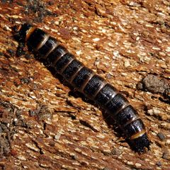 Stenagostus rhombeus