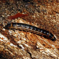 Stenagostus rhombeus