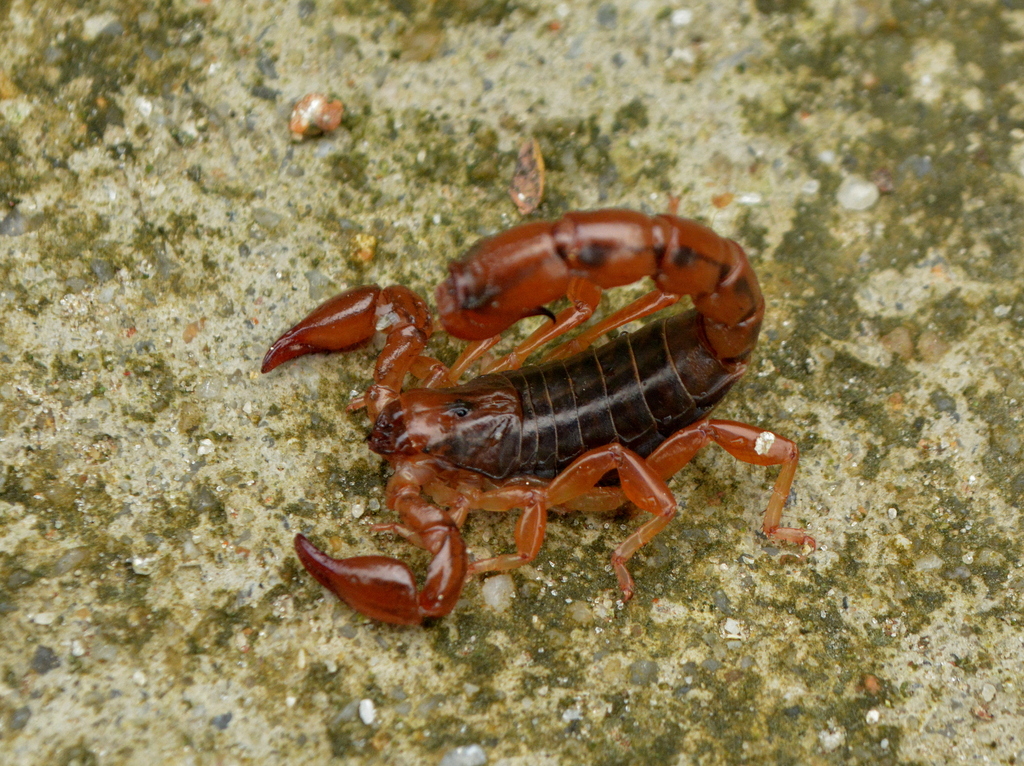 Bothriurus bonariensis