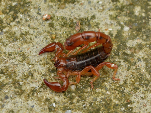 Bothriurus bonariensis