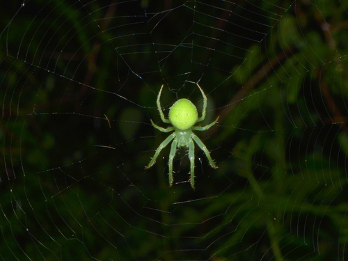 Araneus uniformis