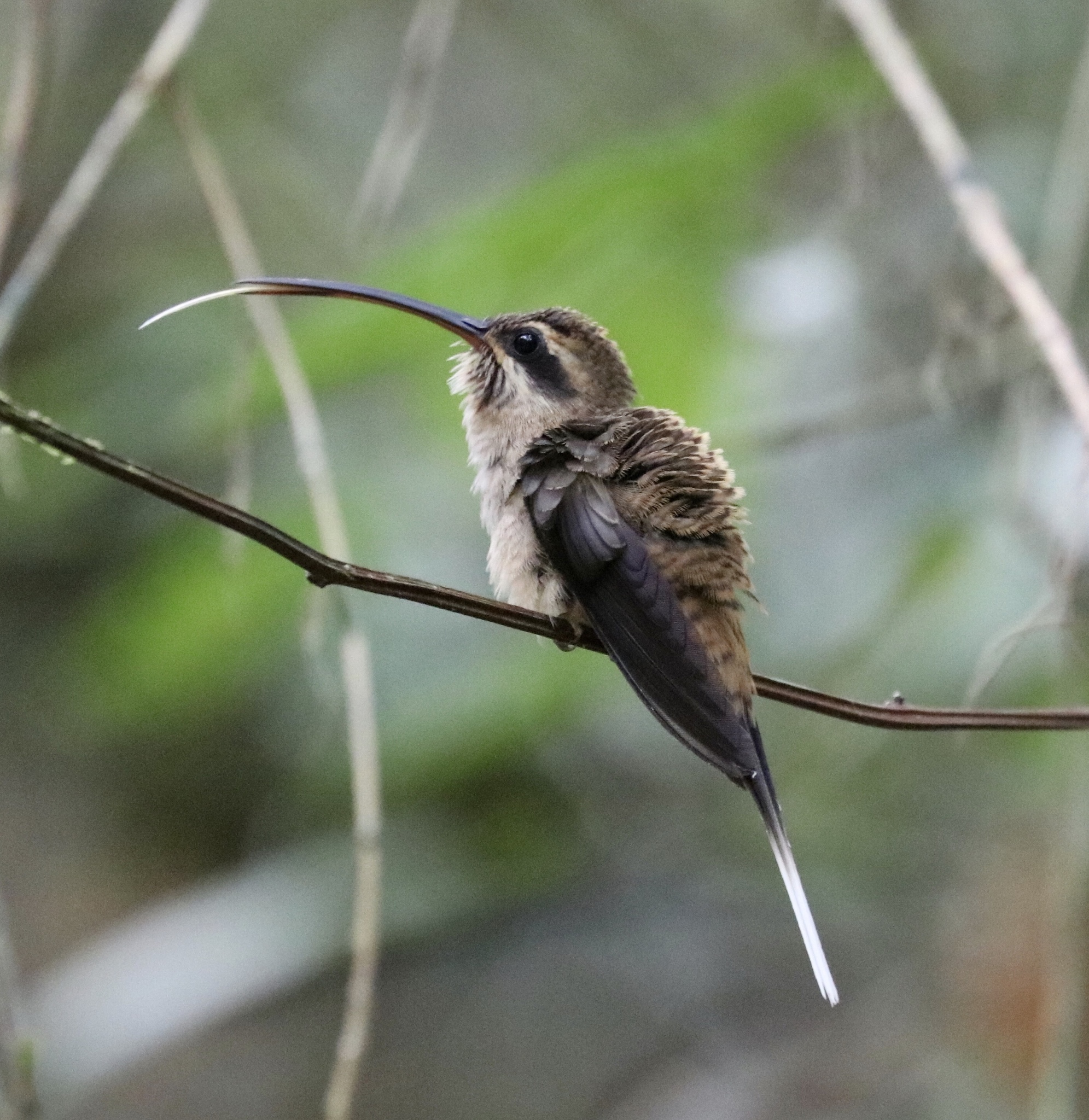 Long-billed Hermit (Phaethornis longirostris)