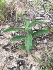Asclepias emoryi