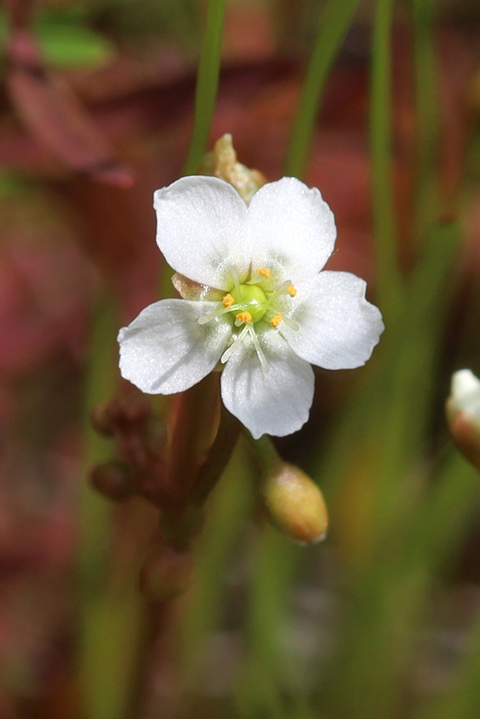 spoonleaf sundew from Anne Arundel County, MD, USA on August 5, 2023 at ...