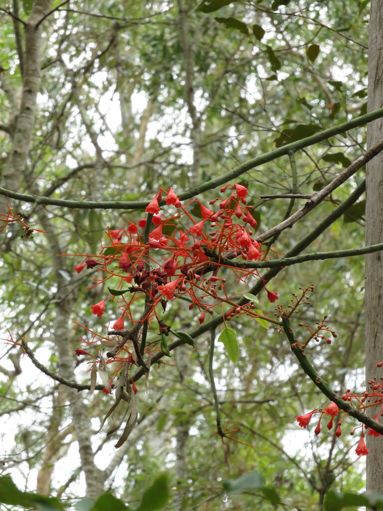 flame tree from Brisbane QLD, Australia on November 14, 2023 at 0943