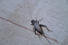 Melanogryllus desertus