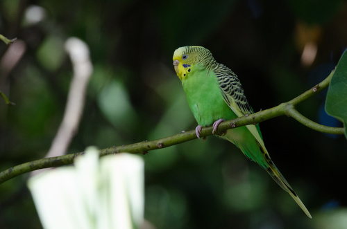 Melopsittacus undulatus, 2023-11-13