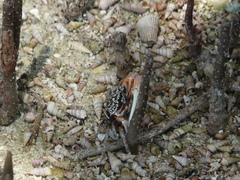 Austruca occidentalis