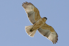 Hawaiian Hawk photo 4