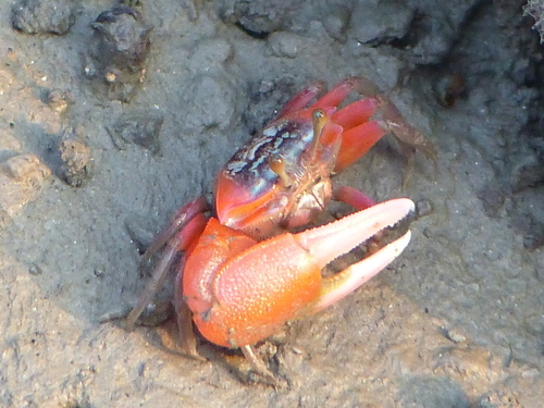 Tubuca rosea
